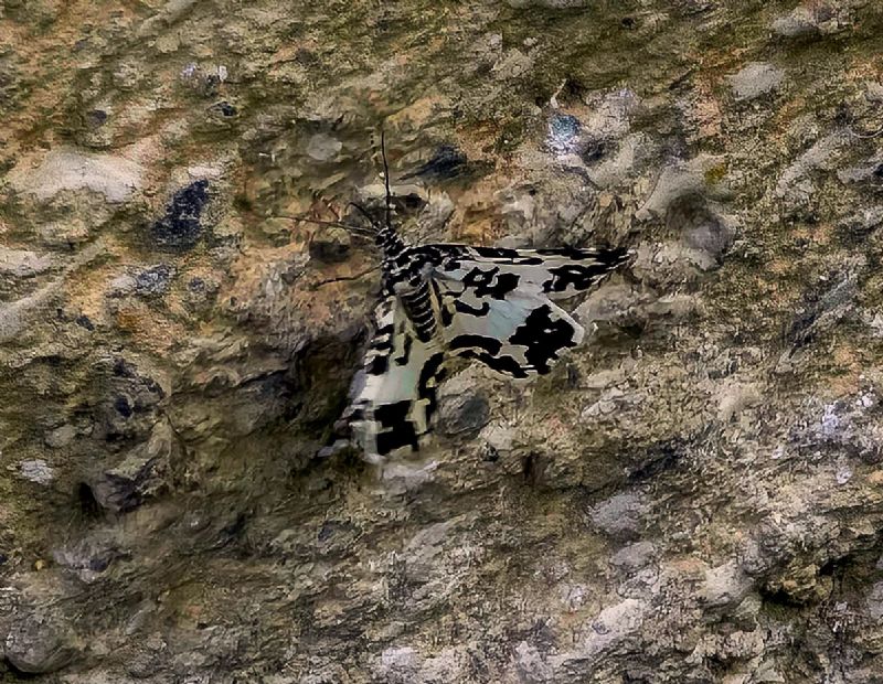 Arctiidae? Val Malgina (Sondrio)